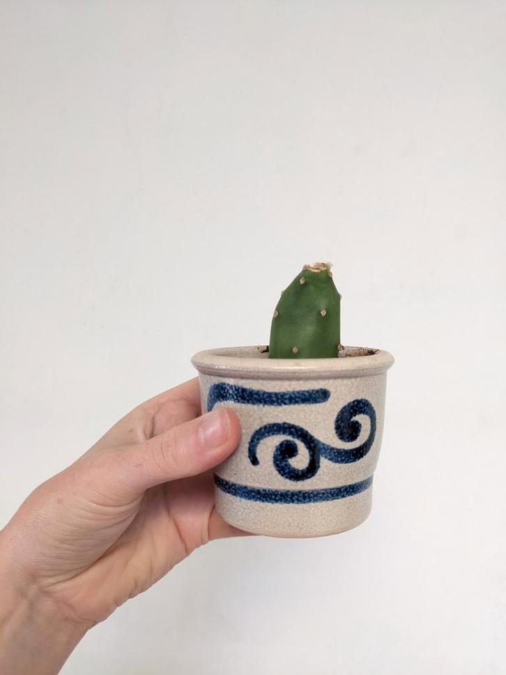 cactus in klein bloempotje, Huis en Inrichting, Kamerplanten, Cactus, Minder dan 100 cm, In pot, Ophalen