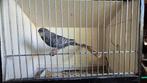 8 parkieten te koop: BF en split BW (gratis transport), Meerdere dieren, Parkiet, Geringd