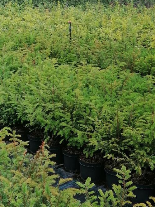haies d'ifs en pot (taxus baccata/ haies vertes), Jardin & Terrasse, Plantes | Arbustes & Haies, Haie, Taxus, 100 à 250 cm, Enlèvement