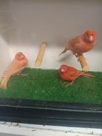 KANARIE ROOD ISABEL, Dieren en Toebehoren