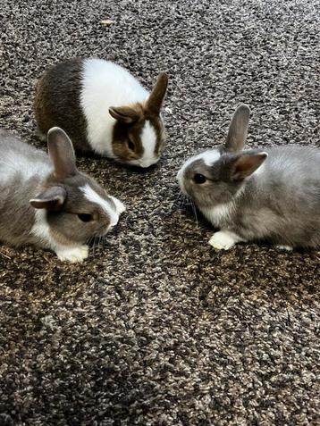 Lieve dwergkonijntjes – Vrouwtjes te koop voor €20 beschikbaar voor biedingen