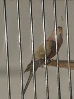 Bourke parkiet, Dieren en Toebehoren, Vrouwelijk, Parkiet, Geringd