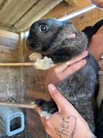 Dwergkonijntje, Dieren en Toebehoren, Dwerg