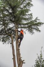 Professioneel uw boom laten verwijderen?, Jardin & Terrasse, Plantes | Arbres, Enlèvement ou Envoi