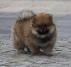 Pomeriaan pup 100% raszuiver, Dieren en Toebehoren, België, Keeshond, CDV (hondenziekte), 8 tot 15 weken