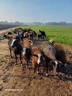 Zwartbles lammeren