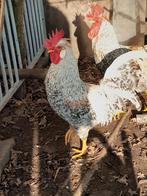 Haan cream legbar van april 2025., Animaux & Accessoires