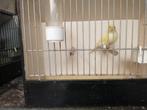 Mannen geel mozaïek, Dieren en Toebehoren, Mannelijk, Kleurkanarie
