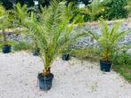 ️ 🌴Big Canary Phoenix Palm/Spectaculair/Levering🚛, Ophalen of Verzenden