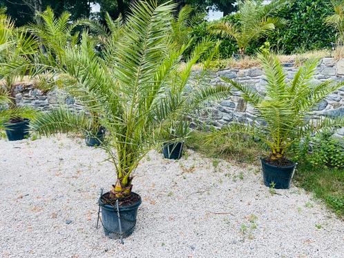 ️ 🌴Big Canary Phoenix Palm/Spectaculair/Levering🚛, Tuin en Terras, Planten | Bomen, Ophalen of Verzenden