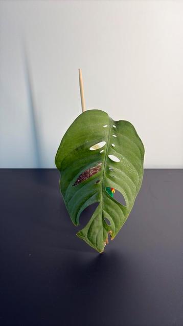 Monstera esqueleto (7) beschikbaar voor biedingen