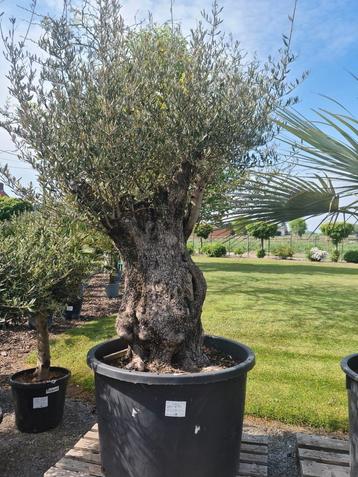 Olijfboom Olea Europaea Bonsai  beschikbaar voor biedingen