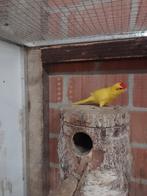 kakariki, Dieren en Toebehoren, Vogels | Parkieten en Papegaaien