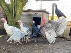 Duitse Blauwe en Ronquière kalkoenen, Dieren en Toebehoren