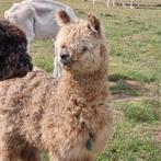 Alpaca appaloosa hengstje, Dieren en Toebehoren, September, Mannelijk
