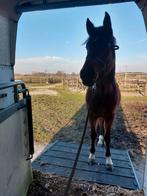 Zadelmak maken en trailerladen, Dieren en Toebehoren, Paarden