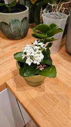 Klein bloemetje, wisselen?, Huis en Inrichting, Kamerplanten, Ophalen