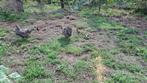 Amrock kippen, Dieren en Toebehoren, Meerdere dieren, Kip