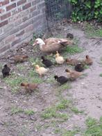 barberie eendenkuikens, Dieren en Toebehoren, Vogels | Overige Vogels, Meerdere dieren