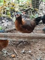 Colorateurs (poules)