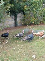 Ronquieres kalkoen, Dieren en Toebehoren, Pluimvee, Mannelijk, Kalkoen