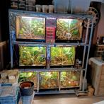 Stelling met 7  bioactieve terrariums, Dieren en Toebehoren, Ophalen, Gebruikt, Terrarium of Paludarium