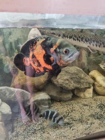 Tiger oscars/ pauwoog cichlide beschikbaar voor biedingen