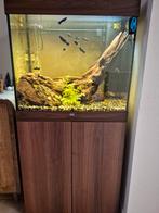 Totaalpakket aquarium (enkel mét overname vissen!), Dieren en Toebehoren, Ophalen