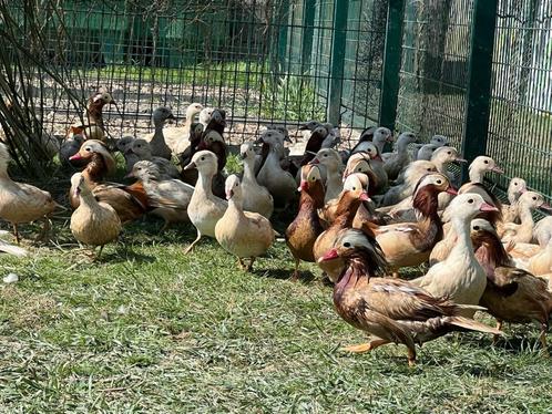 mandarijn eenden, Dieren en Toebehoren, Pluimvee, Eend, Meerdere dieren
