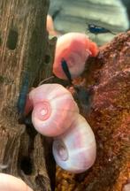 Posthoornslakken.Tot zolang het zoekertje online staat, Heb, Dieren en Toebehoren