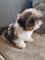 Shih tzu pups, Dieren en Toebehoren, Parvo, België, Fokker | Hobbymatig, 8 tot 15 weken