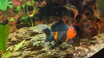 Oranda's/ redcaps/black Moor /panda/ leeuwekop blauw/witcap beschikbaar voor biedingen