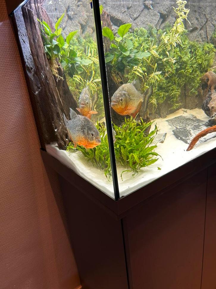 2x rood buik piranha’s, Dieren en Toebehoren, Vissen | Aquaria en Toebehoren, Zo goed als nieuw, Ophalen