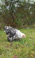 Cochin kriel hen, Dieren en Toebehoren, Pluimvee