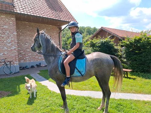 Arabier arabische volbloed, Dieren en Toebehoren, Pony's, Ruin, Zadelmak, Gechipt, Ontwormd