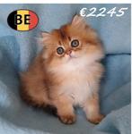 Britse Langhaar Golden Shaded - Belgisch kittens, Meerdere dieren, Gechipt, 0 tot 2 jaar