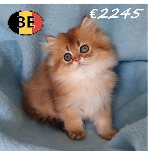 Britse Langhaar Golden Shaded - Belgisch kittens, Dieren en Toebehoren, Katten en Kittens | Raskatten | Langhaar, Meerdere dieren
