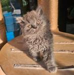 Britse langhaar kittens met stamboom, Meerdere dieren, Gechipt