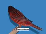 Ik zoek een Zwartrood kanarie man, Dieren en Toebehoren, Vogels | Kanaries
