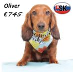 Oliver, Lieve Teckel pup te koop, Dieren en Toebehoren, Honden | Teckels en Dashonden, Standaard, 15 weken tot 1 jaar, Buitenland