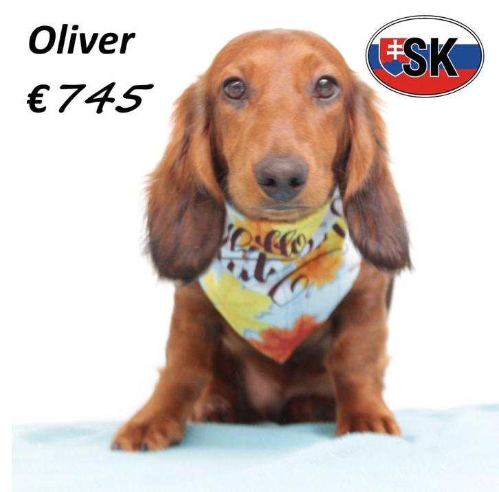 Oliver, Lieve Teckel pup te koop, Dieren en Toebehoren, Honden | Teckels en Dashonden, Reu, Langhaar, Standaard, Handelaar, Meerdere