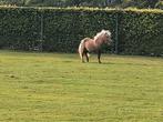 Mini hengstje, Dieren en Toebehoren, Hengst, A pony (tot 1.17m), Gechipt, 3 tot 6 jaar