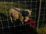 rammen of bokken 1jaar 2 maand, Dieren en Toebehoren, Schapen, Geiten en Varkens, Mannelijk, Schaap, 0 tot 2 jaar