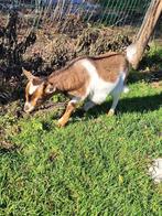 Dwerggeitjes, Dieren en Toebehoren, Augustus, Meerdere dieren