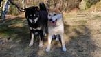 Shiba teefje met stamboom, Dieren en Toebehoren, België, Fokker | Hobbymatig, Overige rassen, 8 tot 15 weken