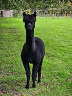 jonge mooie zwarte drachtige alpaca merrie, Dieren en Toebehoren, Juni, Vrouwelijk
