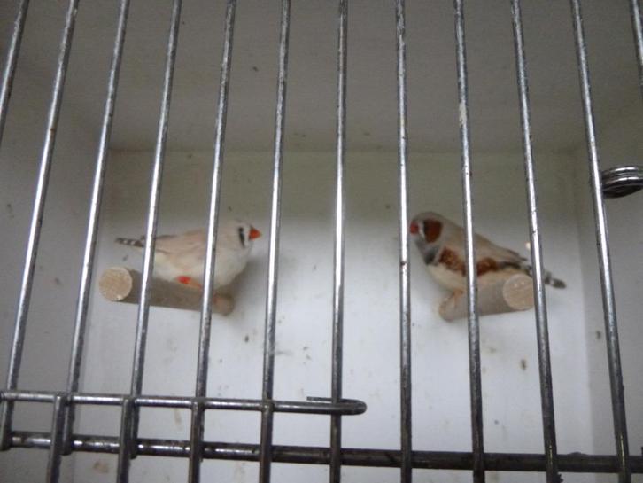 Mooie grote Zebravinken, Dieren en Toebehoren, Vogels | Overige Vogels, Tropenvogel, Meerdere dieren, Geringd