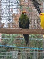 Geelvoorhoofd Kakariki, Plusieurs animaux, Perruche, Bagué