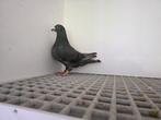 Pigeon femelle