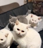 Lief en speels britse korthaar kittens, Meerdere dieren, Gechipt, 0 tot 2 jaar